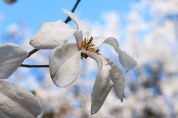 Fleur crémeuse de magnolia blanc. Belle fleur de magnolia crémeuse. Fleur de magnolia dans le jardin botanique.