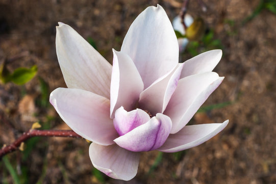 Fototapeta Bloomy magnolia tree with big pink flowers