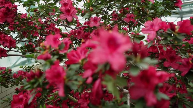 Large Azalea Bush With Plenty of Red Flowers Focus Change