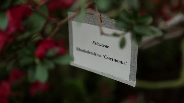Plastic Tag With Name of Plant Among Red Flowers of Azaleas