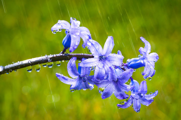 Blaue Duft Hyazinthe im Frühlingsregen - 108131122