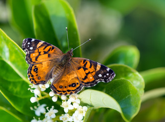 Obraz na płótnie Canvas American Painted Lady butterfly (Vanessa virginiensis)
