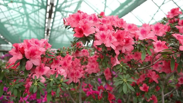 a Large Number of Big Pink Flowers on a Branch in a Hothouse