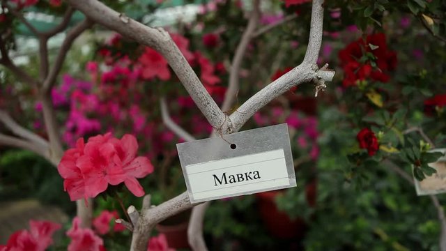 Tag With Name of Plant on a Thin Branch Among Flowers