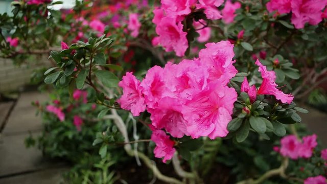 Azalea Bush With Lots of Pink Flowers With Water Drops on Petals