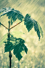 Jungpflanze Baum im Garten im Regenschauer