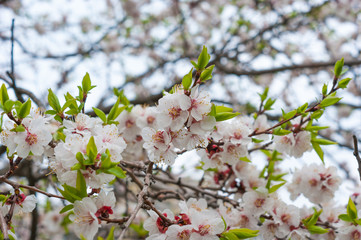 Fototapeta premium Apricot tree flower, seasonal floral nature background