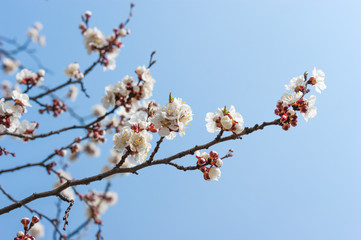 Apricot tree flower, seasonal floral nature background