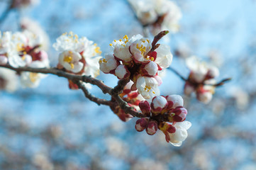 Apricot tree flower, seasonal floral nature background