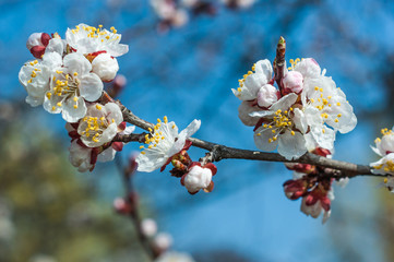 Apricot tree flower, seasonal floral nature background