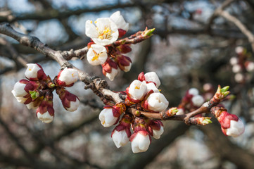 Apricot tree flower, seasonal floral nature background
