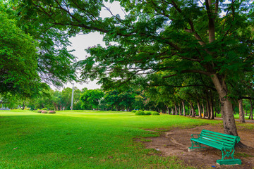 Park bench under big tree green grass