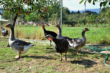 Flock of turkeys and geese feed on the rural farmyard. Domestic goose family graze on traditional village barnyard