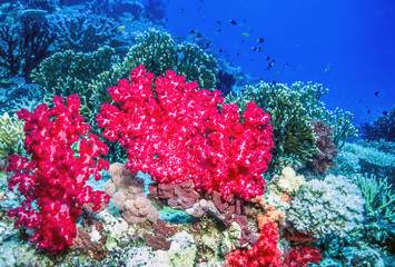 Soft coral off the coast of Tavueni Fiji