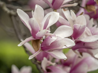 Magnolia  soulangeana, saucer magnolia  tree