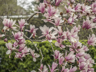 Magnolia  soulangeana, saucer magnolia  tree