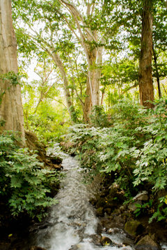 Fototapeta creek