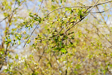 Bunches of young cherry blossoms.