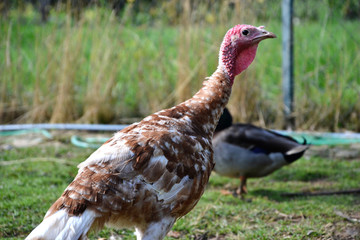 Turkey on the farmyard. Thanksgiving day symbol