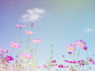 Cosmos Flowers background 2