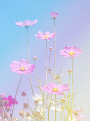 Cosmos Flowers background 1