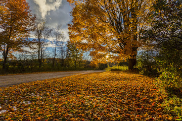 Obraz premium golden foliage of sugar maple tree by rural roadside at sunset