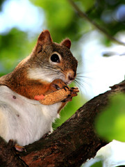 North American red squirrel