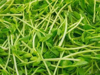 The close up of fresh green sunflower sprout.