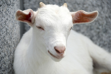 眠そうな子山羊