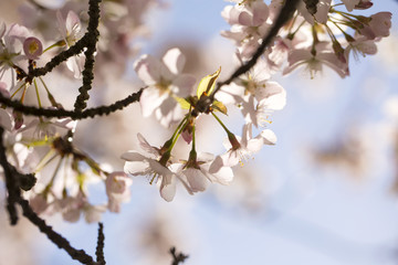 Four Flowers in a Row. Four blossom flowers sit together at the end of a stem, being back lit by the spring sunshine. Almost translucent a new growth of the summer foliage is just appearing.