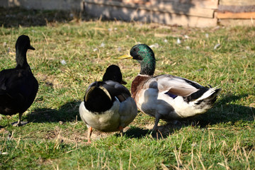 Group of domestic mallard ducks (Anas platyrhynchos) feeding in grass on the barnyard at traditional rural farm