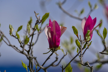 Fiore viola sul ramo