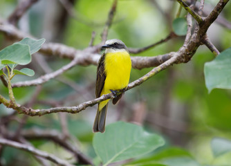 Тропическая птица  (Kingbird )
