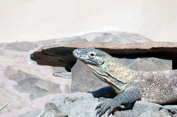 Dragón de Komodo