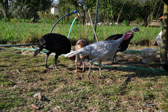 Flock of turkeys on the farmyard. Thanksgiving day symbol