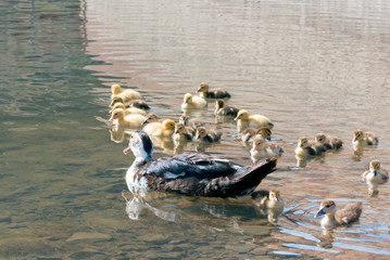 Madre pato y patitos