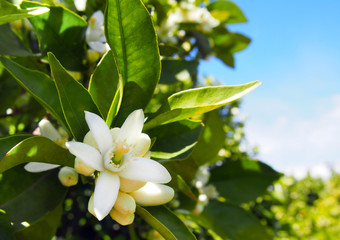 Valencian orange and orange blossoms