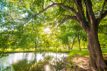 Green lawn in city park under sun beam light