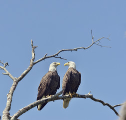 Two Bald Eagles