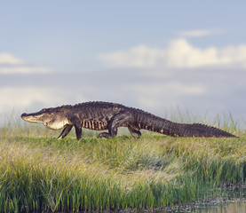 Large Florida Alligator
