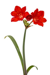 Red flower of Clivia, isolated on white background