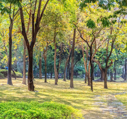Trees in Public Park