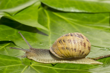 Garden snail does poop