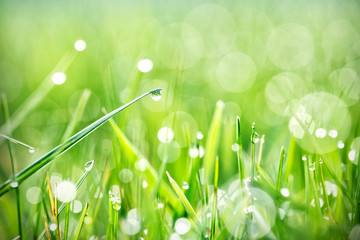 Green grass with dew