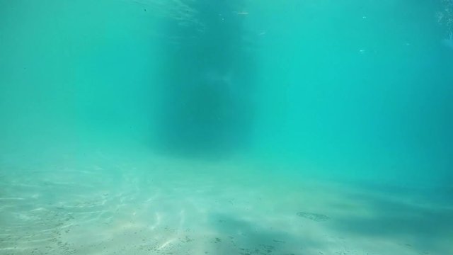 seals playing in the water - phoca vitulina