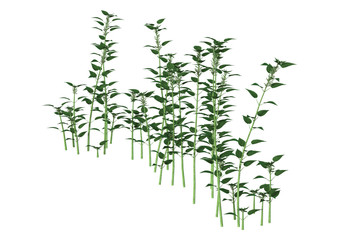3D Illustration Urtica Dioica or Nettle on White