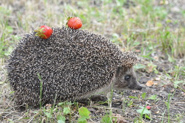 A young hedgehog close up © Ольга Васильева