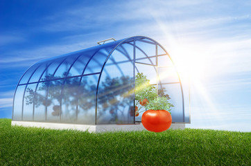 One round greenhouse with tomatoes