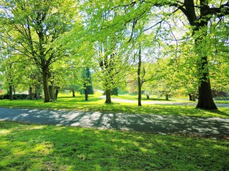 Fototapeta na wymiar Park landscape in Springtime.
