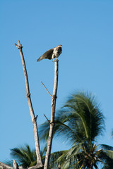 Buteo plagiatus juvenil